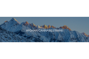Afghan Cannabis Strains