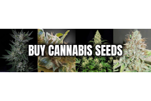 Buy Cannabis Seeds