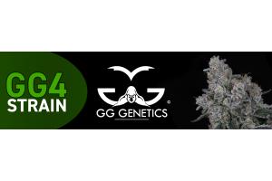 GG4 Cannabis Seeds