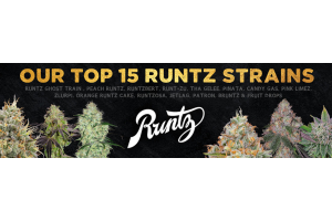 Top 15 Runtz Strains