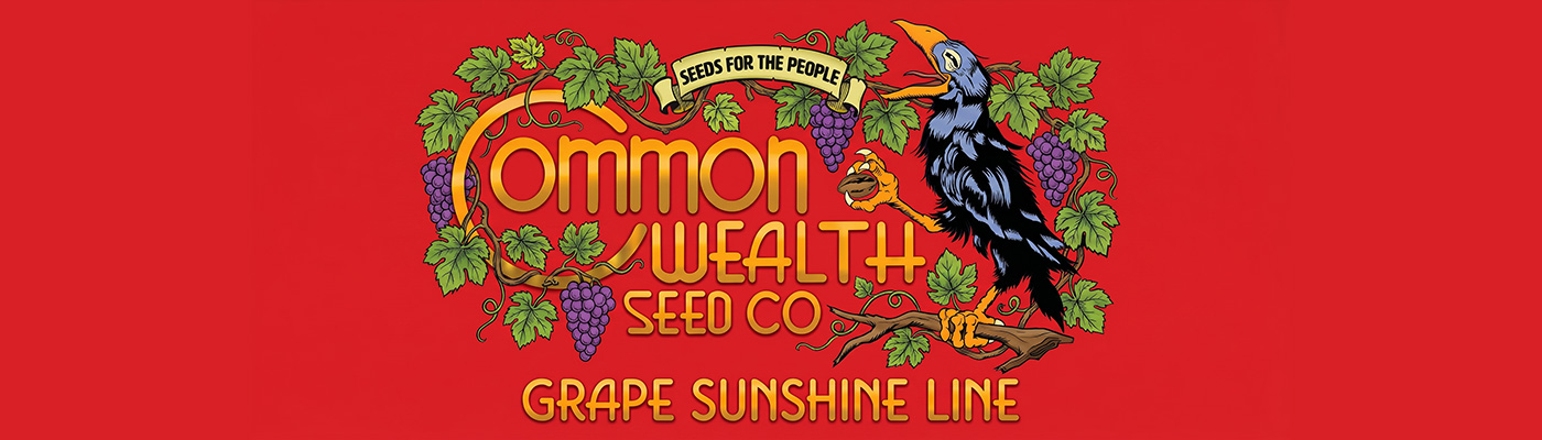 Grape Sunshine Line
