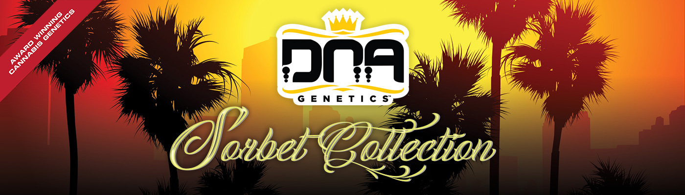 Sorbet Collection By DNA Genetics 