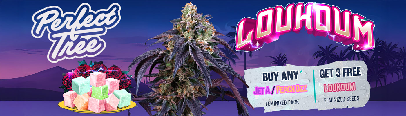 Female Peach Ozz Line - Perfect Tree 