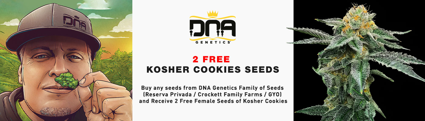 DNA Genetics Female Cannabis Seeds