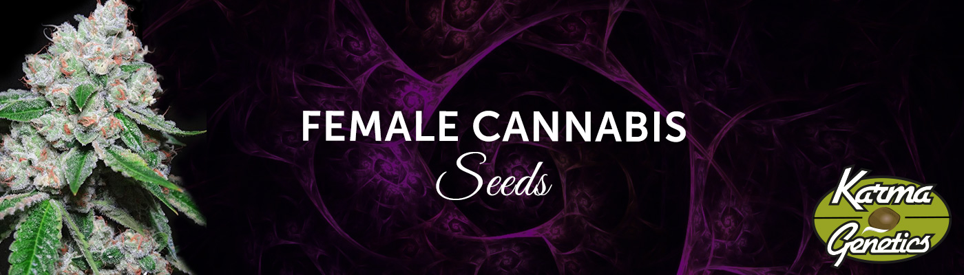 Karma Genetics Female Cannabis Seeds