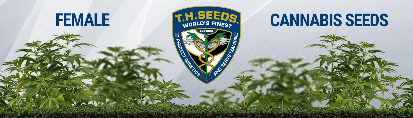 TH Seeds - Female Cannabis Seeds