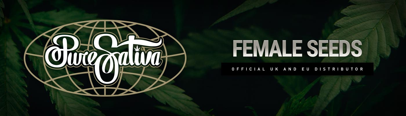 Female Cannabis Seeds Female Cannabis Seeds