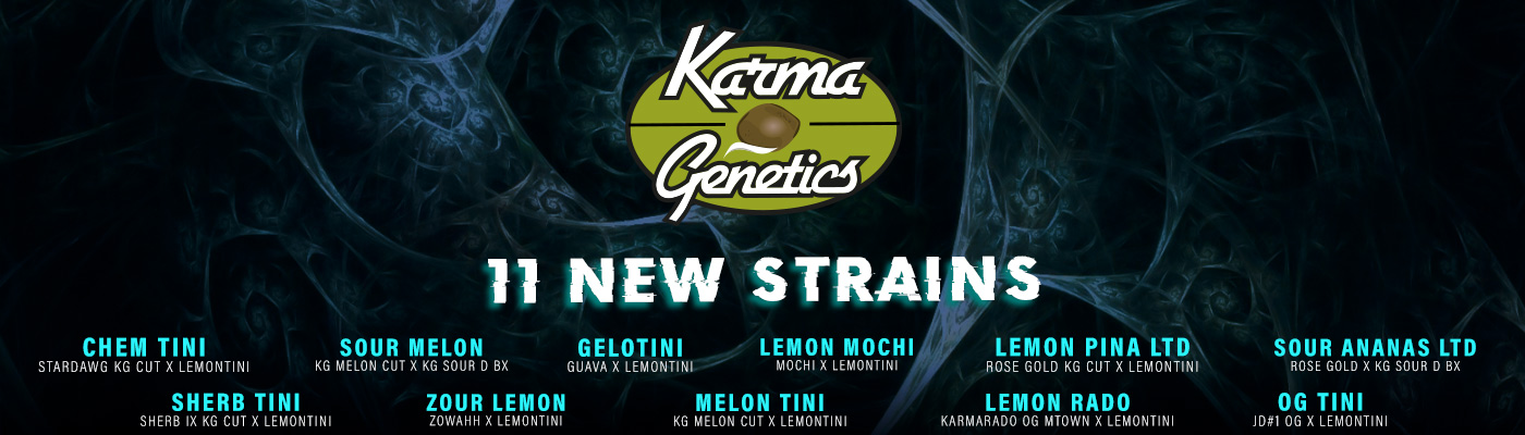 LemonTini Collection by Karma Genetics