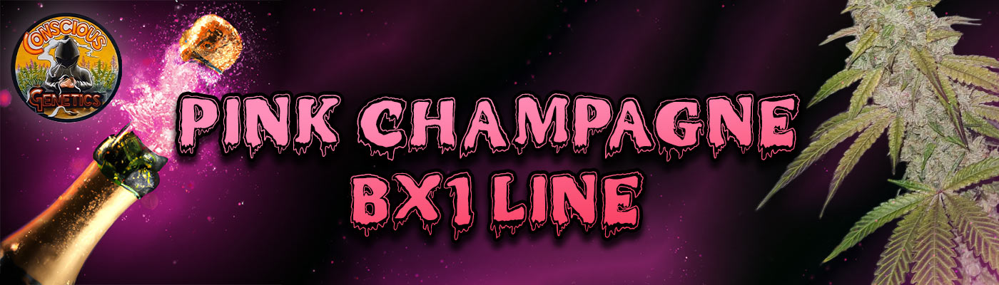 Pink Champagne Bx1 Line 