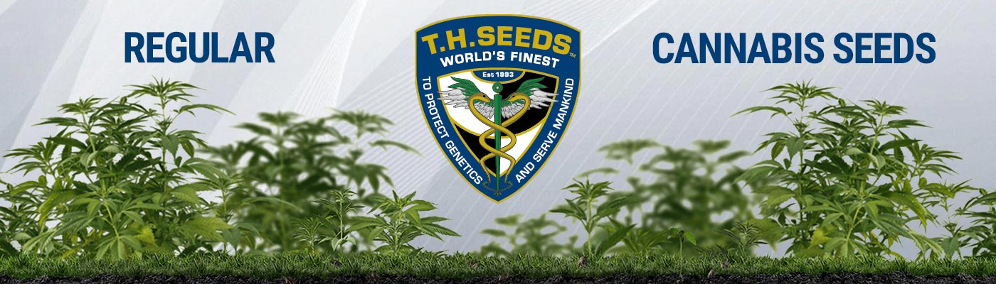TH Seeds - Regular Cannabis Seeds