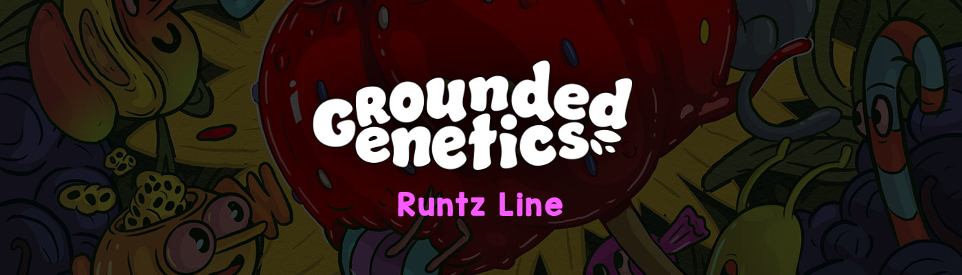 Runtz Line - Grounded Genetics 