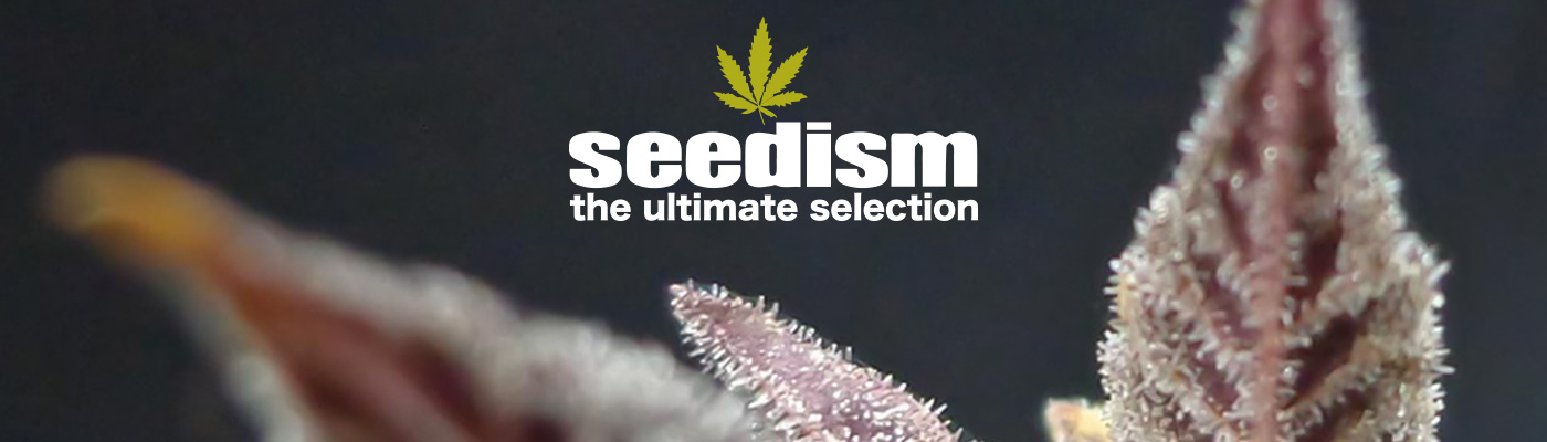 Seedism Seedism