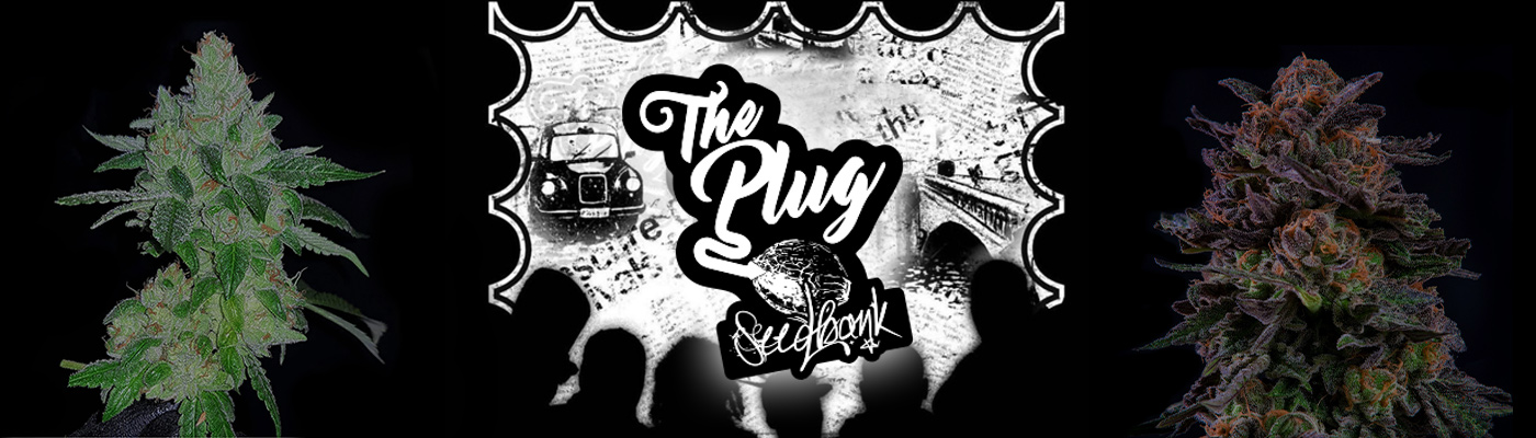 The Plug Seedbank The Plug Seedbank