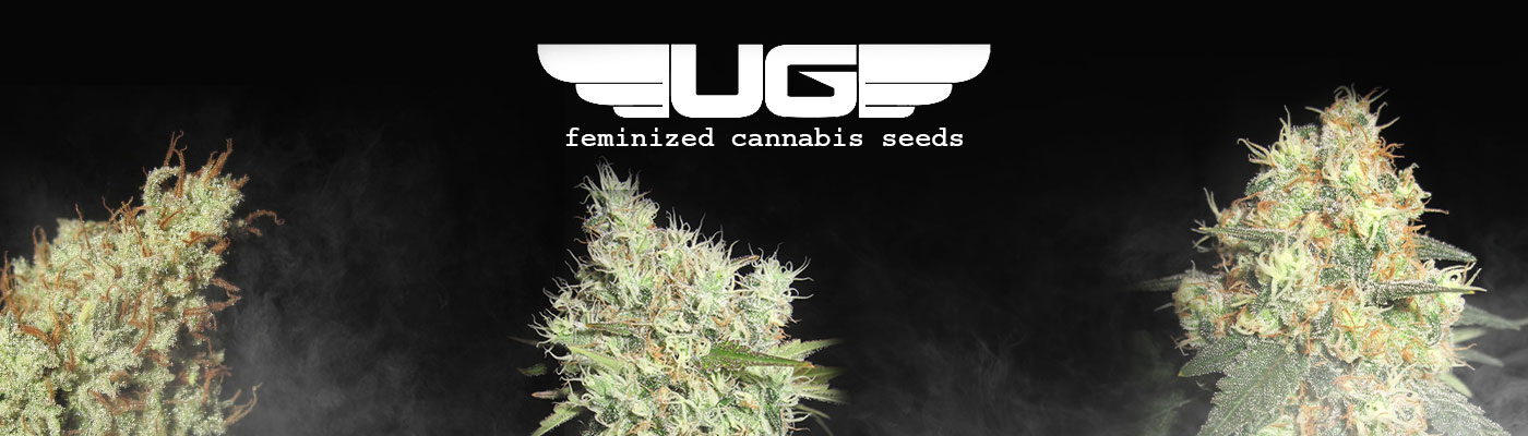 Ultra Genetics Female Cannabis Seeds
