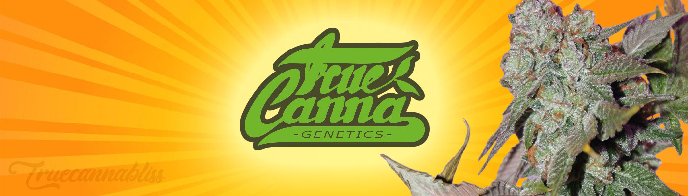 True Canna Genetics Seedbank