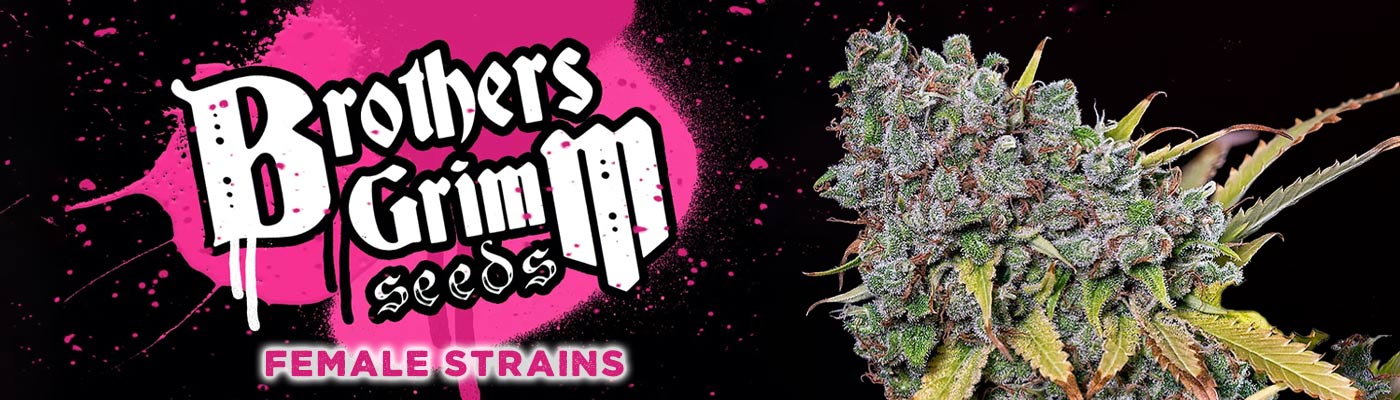 Brothers Grimm Female Cannabis Seeds