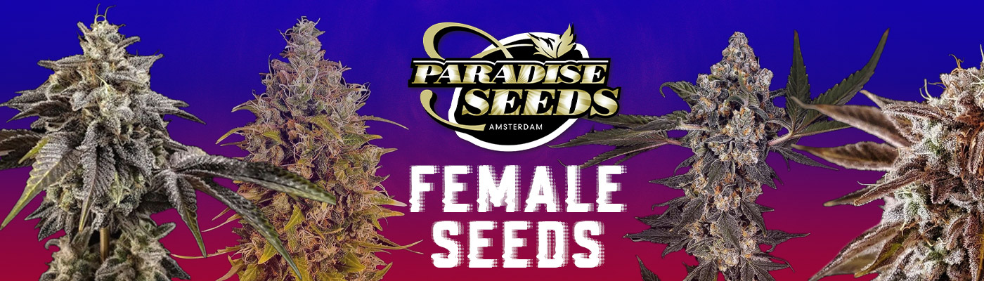 Paradise Seeds - Female Cannabis Seeds