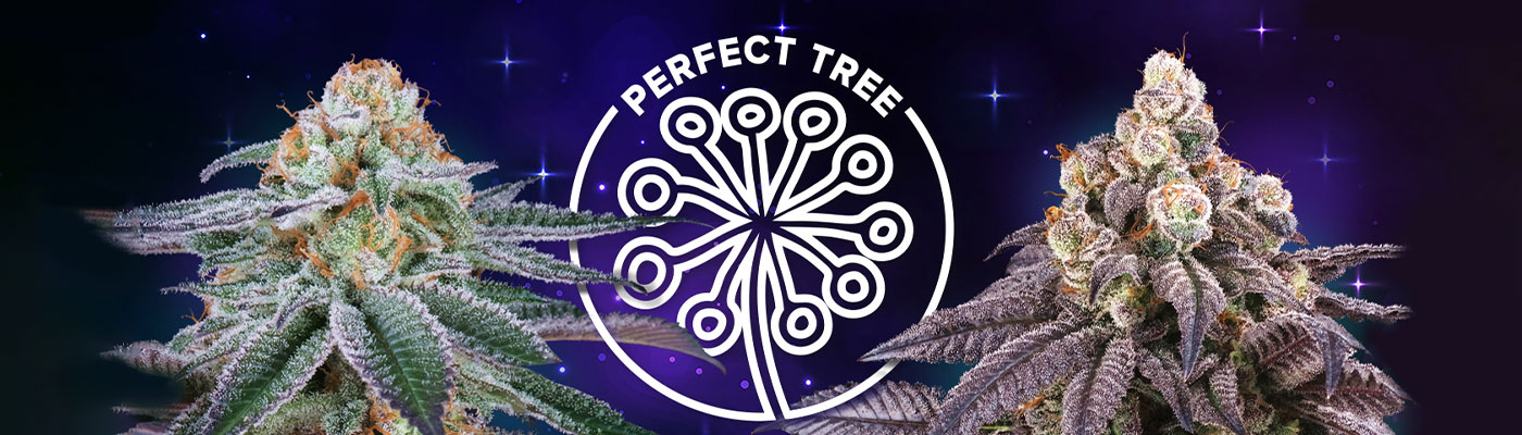 Perfect Tree Perfect Tree