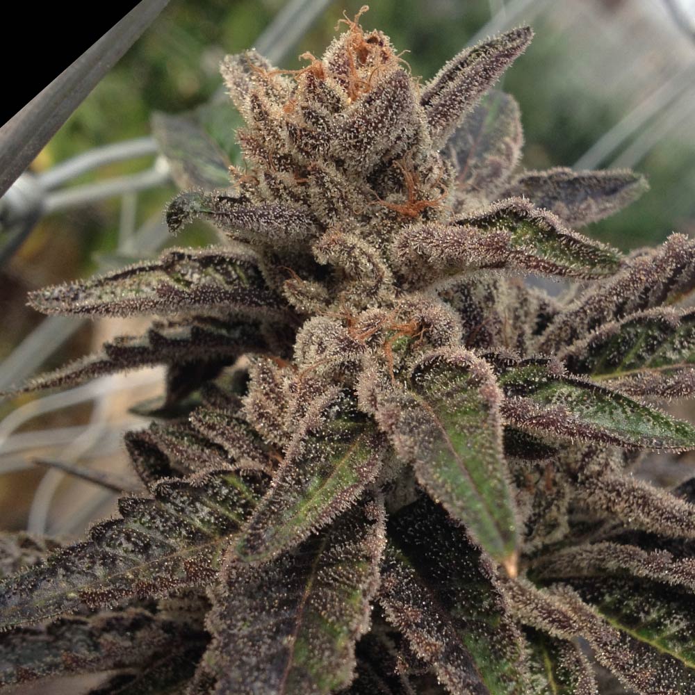 501st OG