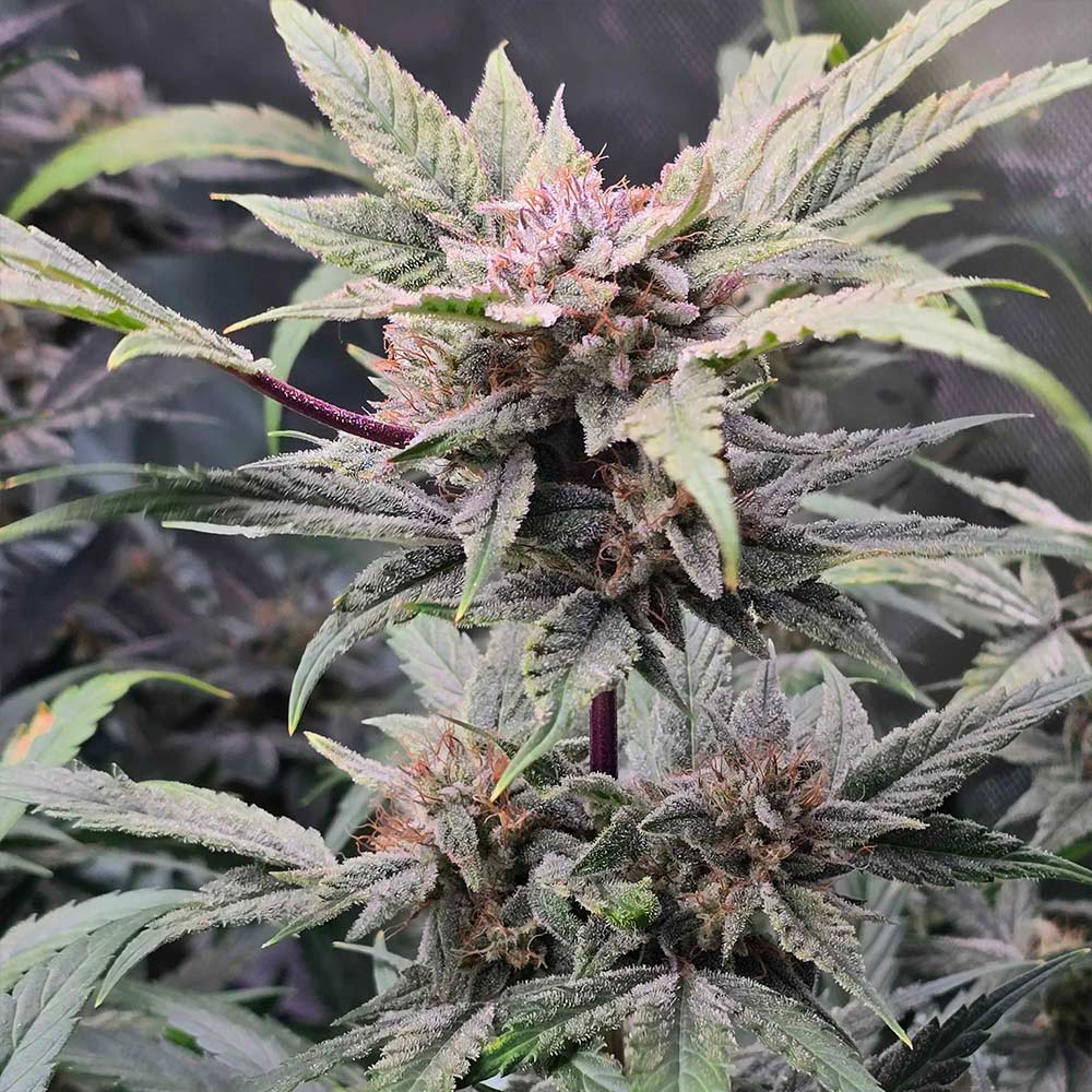 91 Bananas Auto