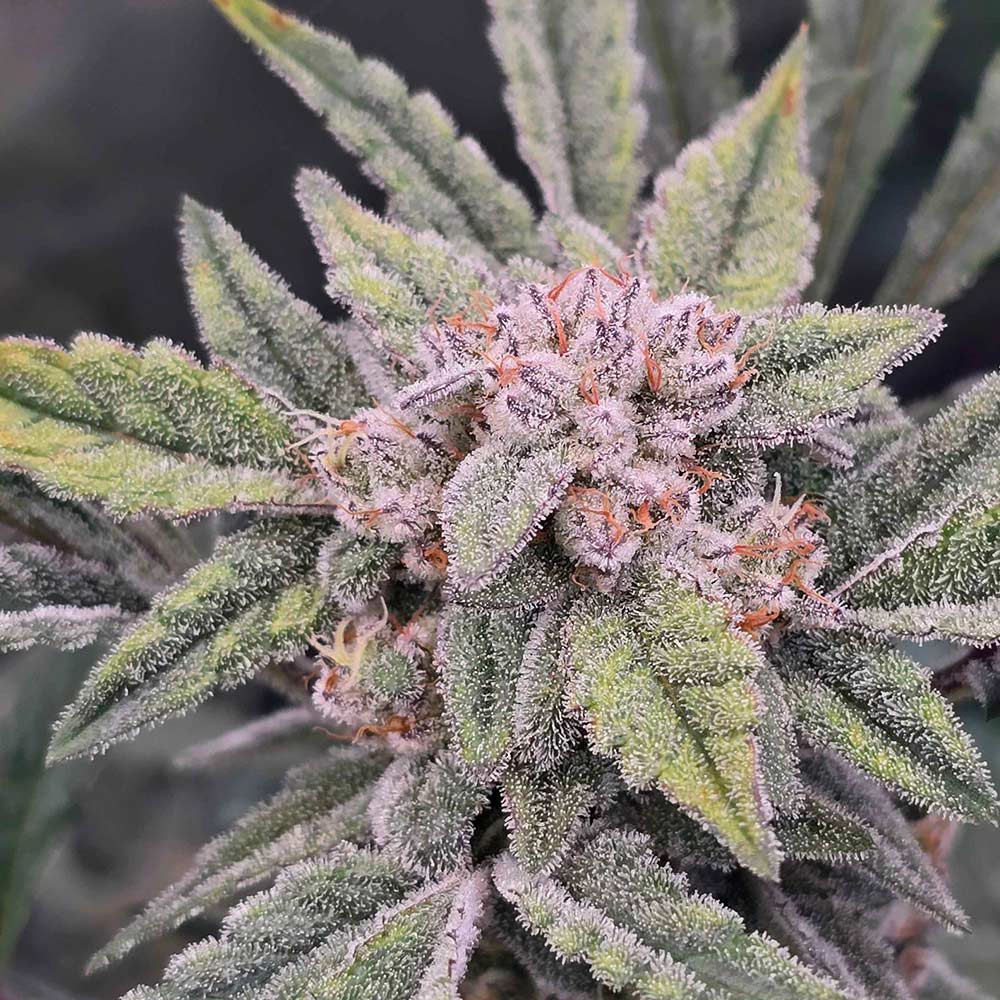 91 Bananas Auto