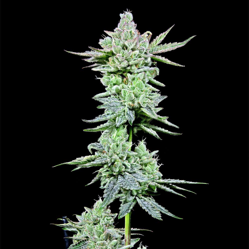 After Z Female Weed Seeds by Grateful Seeds Wholesale