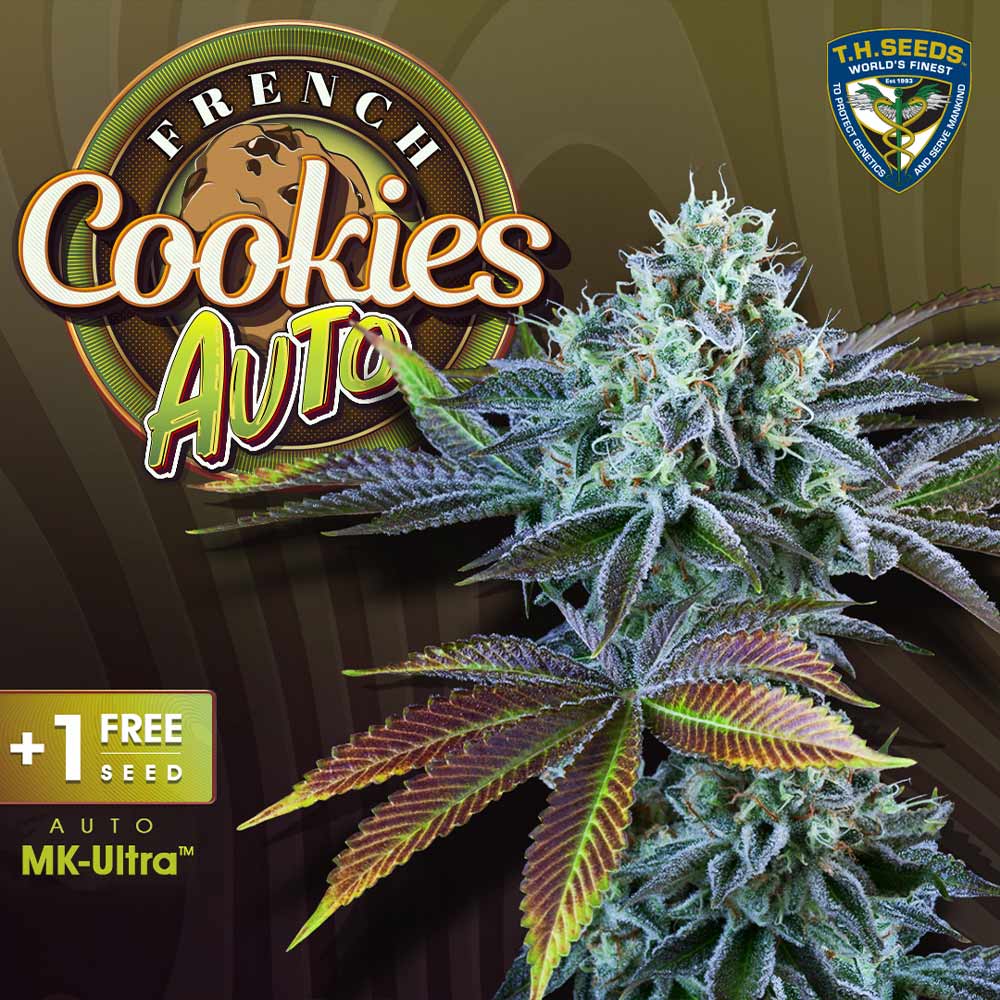 Auto French Cookies Autoflowering Cannabis Seeds
