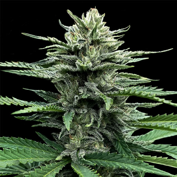 Strawberry Banana Auto Flower Cannabis Seeds by DNA Genetics Wholesale