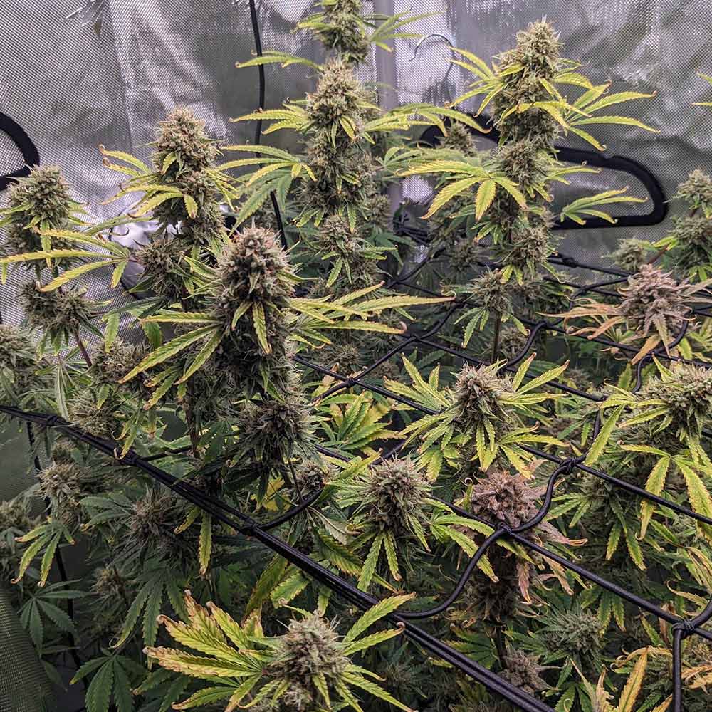 Banana Isle Auto