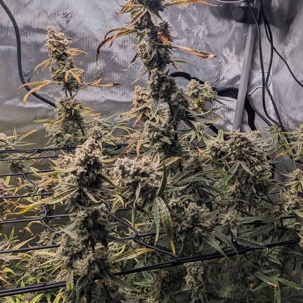 Banana Milk & Qookies Auto Night Owl Seeds