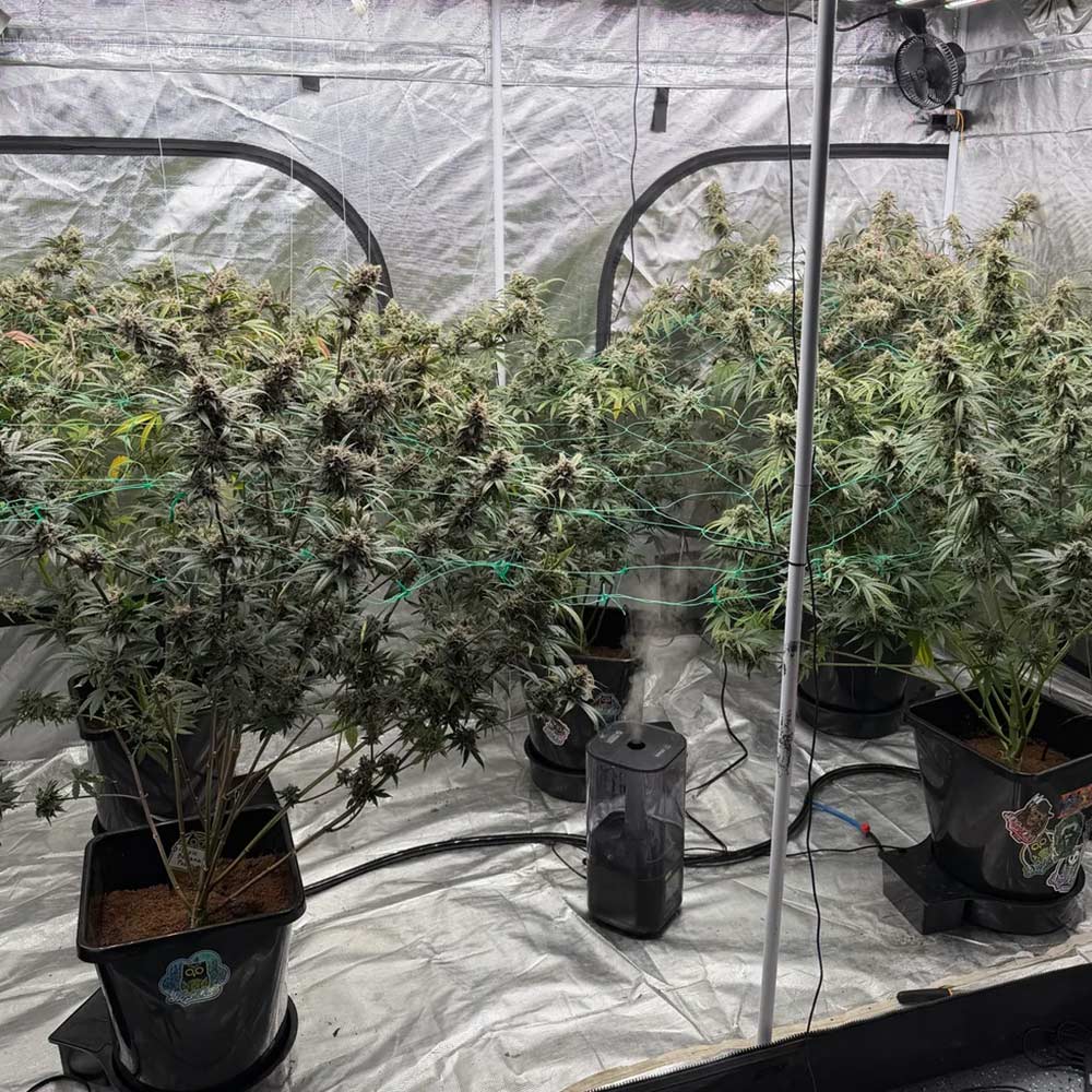 Banana OG F4 Auto