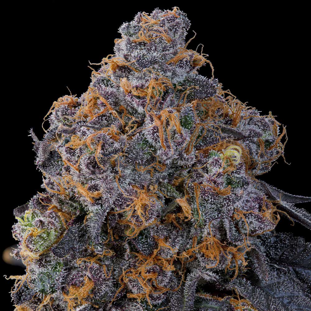 Blue Zang