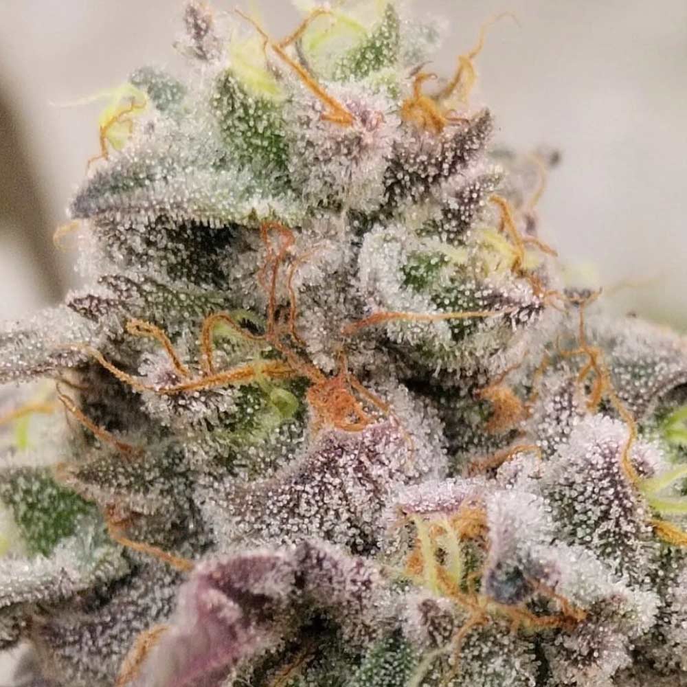 Blue Fizz Female Weed Seeds by Grounded Genetics Wholesale