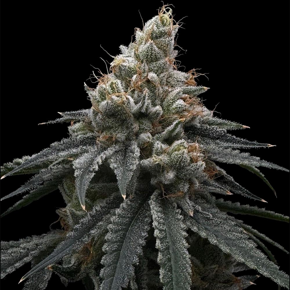 Briar Berriez Cannabis Seeds Commonwealth Seeds