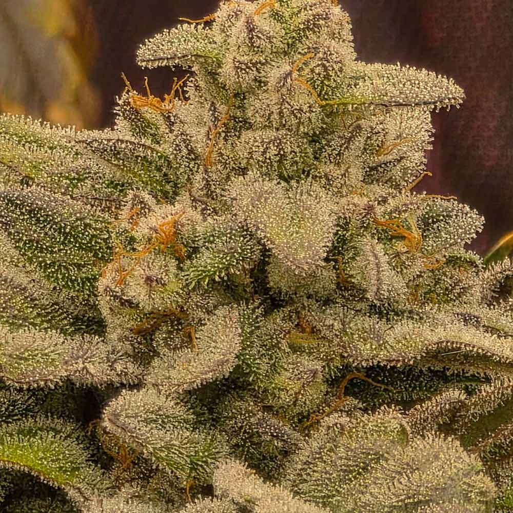 Bruce Bananas Auto