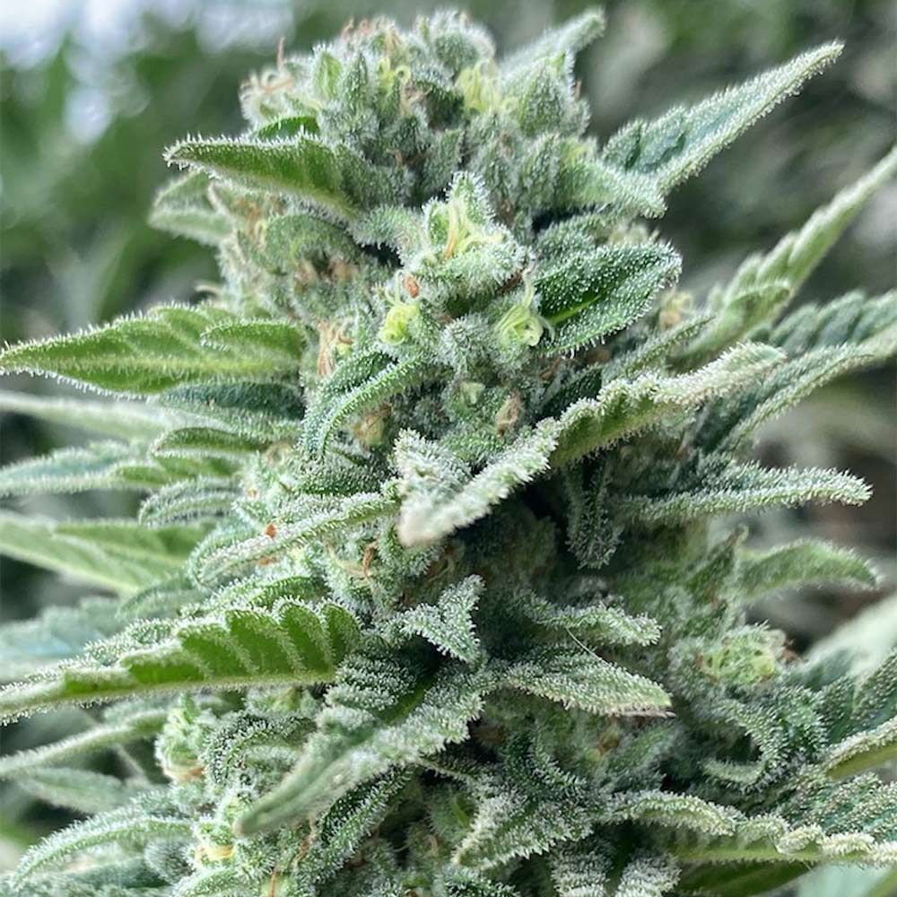 Lemoncino Feminized Cannabis Seeds by The Cali Connection Wholesale