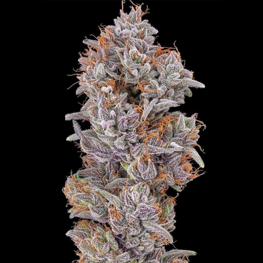 Strawberry Delight Feminized Cannabis Seeds by The Cali Connection Wholesale