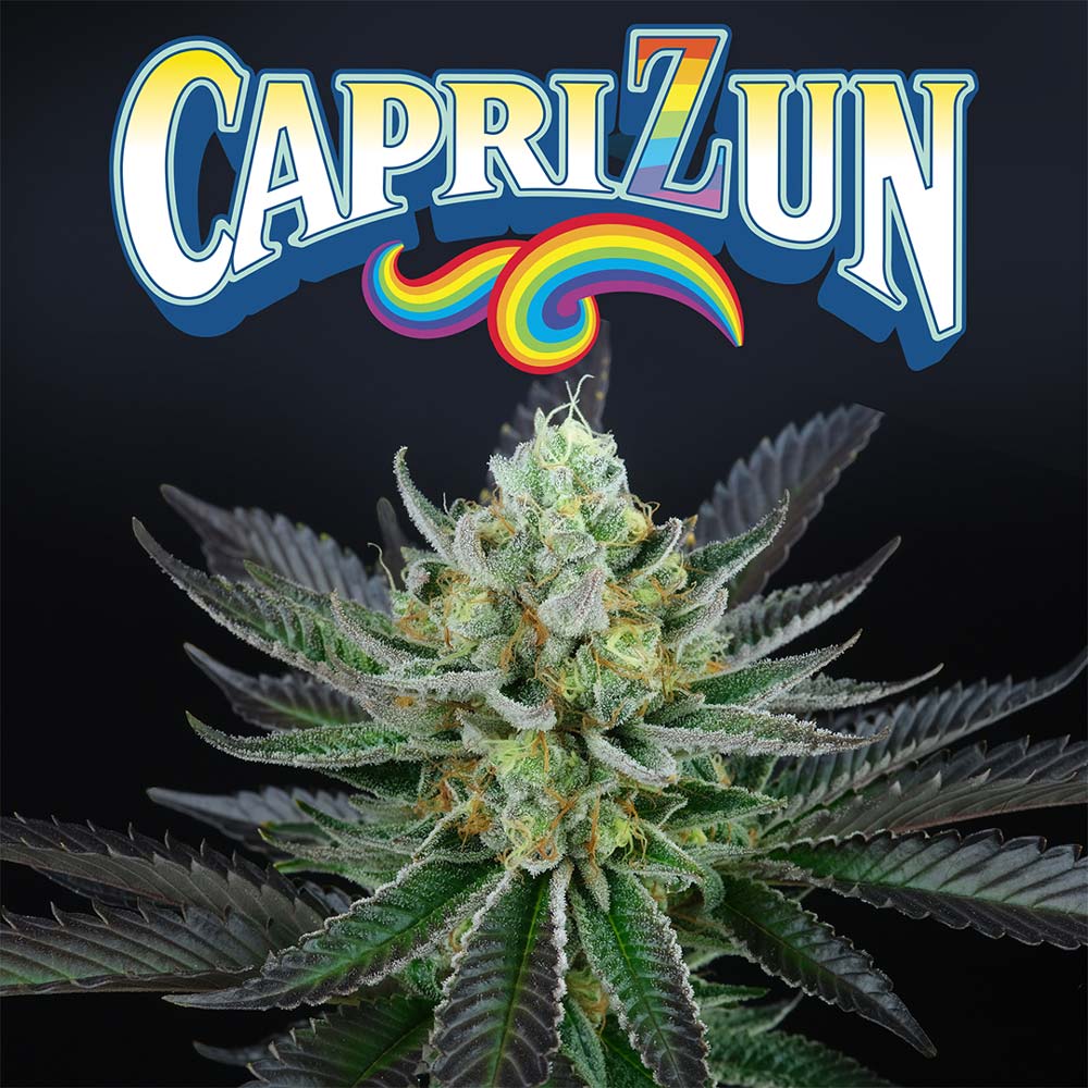 Capri Zun Feminized Cannabis Seeds Wholesale
