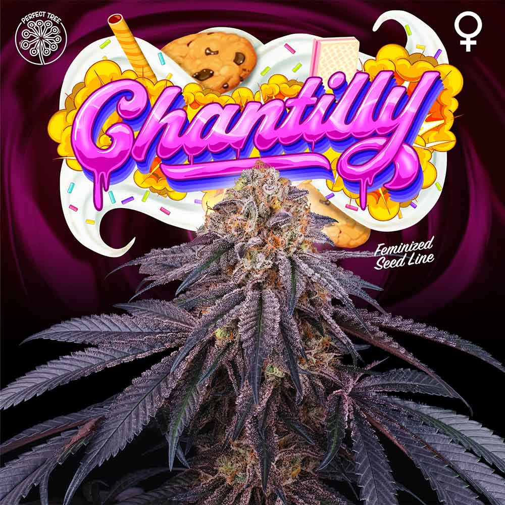 Chantilly Female Cannabis Seeds