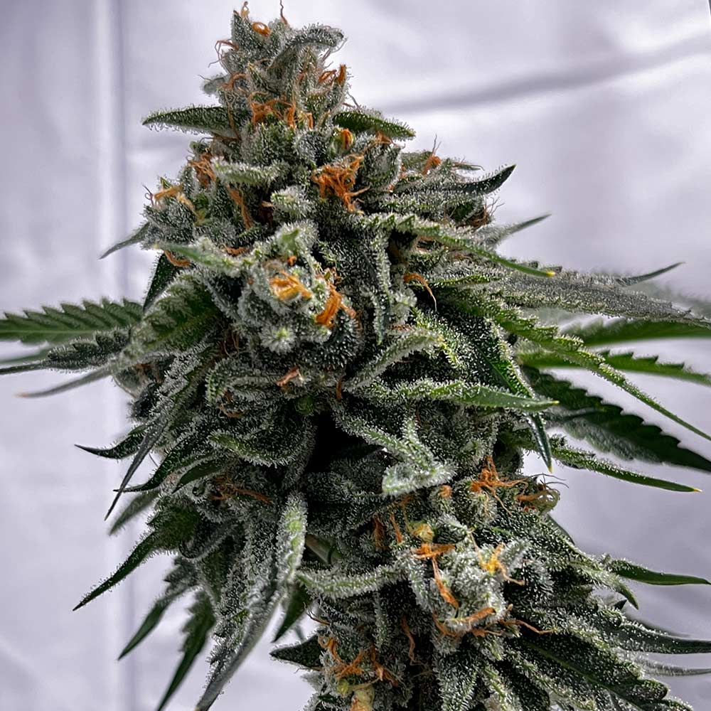 Cheddar Zi Regular Cannabis Seeds by Karma Genetics Wholesale