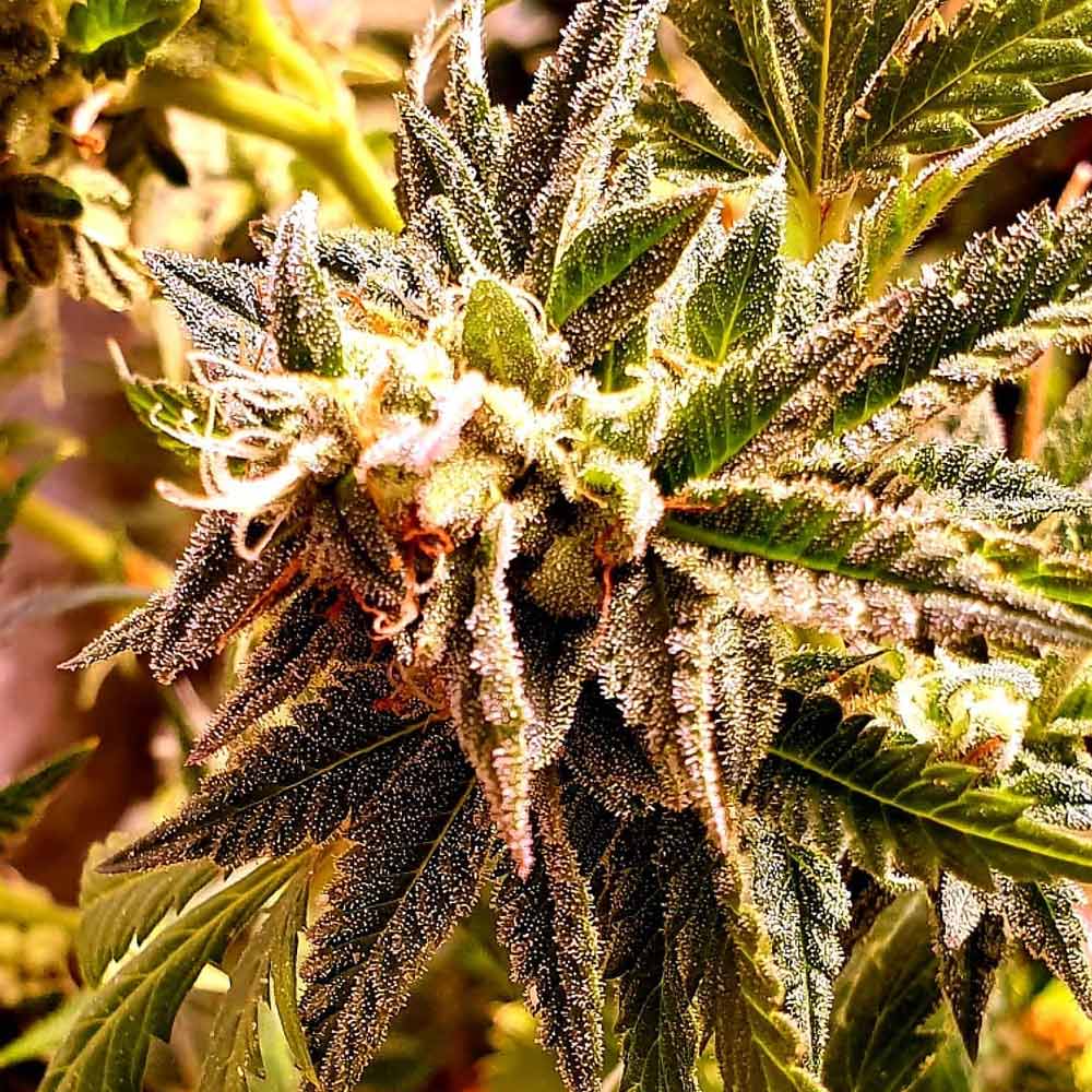 Cherry Bakewell Female Cannabis Seeds
