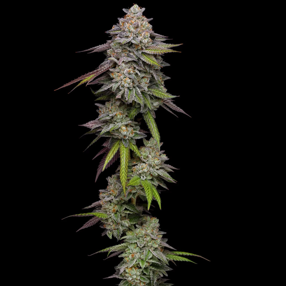 Double Stack Female Cannabis Seeds By Compound Genetics