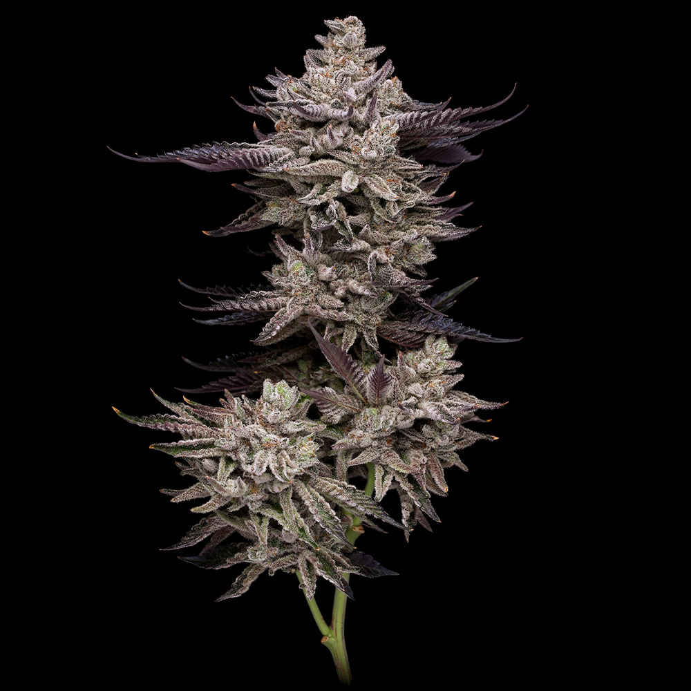 Frosted Fujis Feminized Cannabis Seeds by Compound Genetics
