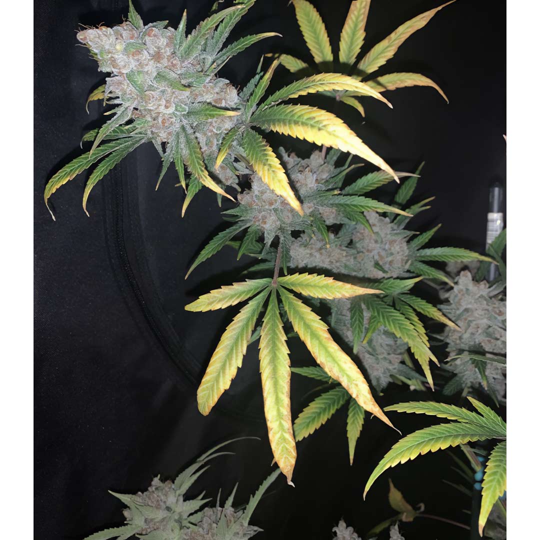 Cookies N Creamix Auto Cannabis Seeds by Night Owl Seeds Wholesale