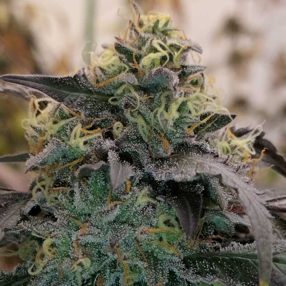 Bizcocho Female Weed Seeds by Grounded Genetics Wholesale