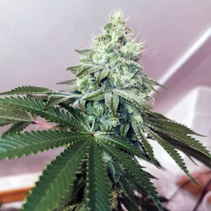 Banger Glue Female Cannabis Seeds by Little Chief Collabs