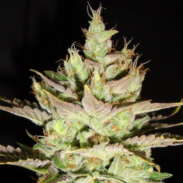 Northern Lights x #1 Female Marijuana Seeds
