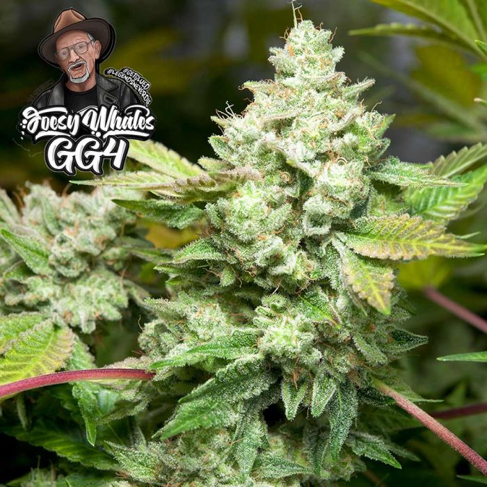 Strain Review Fresh Bros