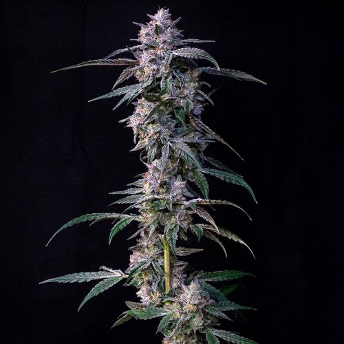 10 G's Feminized Cannabis Seeds by Compound Genetics