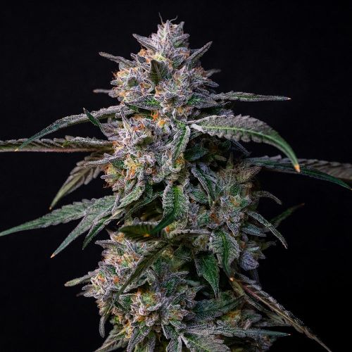 10 G's Feminized Cannabis Seeds by Compound Genetics